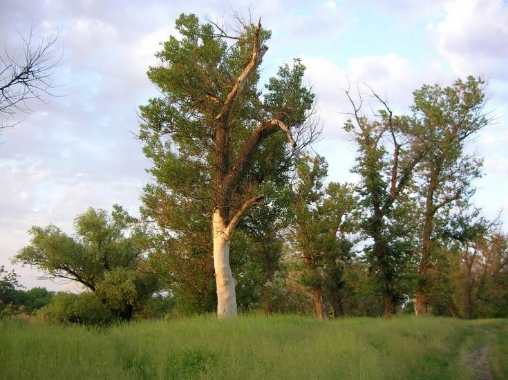 Щастя з panoramio.com - Счастье