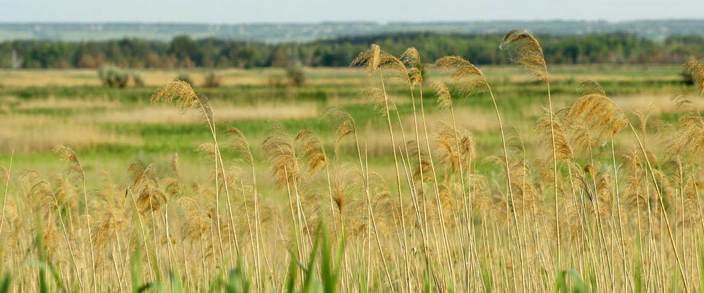 Вільхове з panoramio.com - Vilkhove