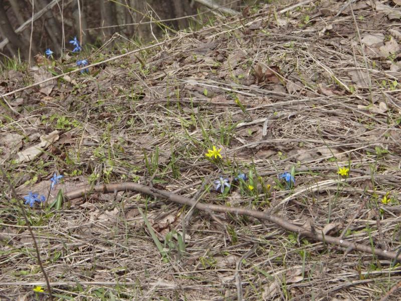 Фабричне з panoramio.com - Фабричное