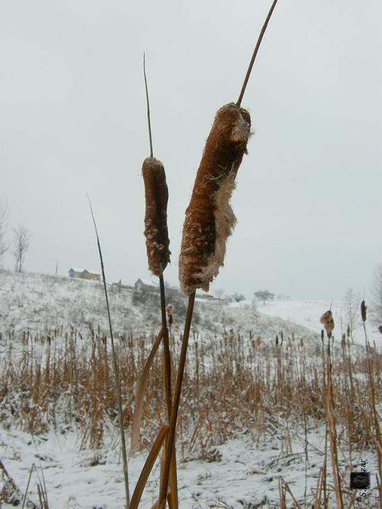 Сінне з panoramio.com - Сінне