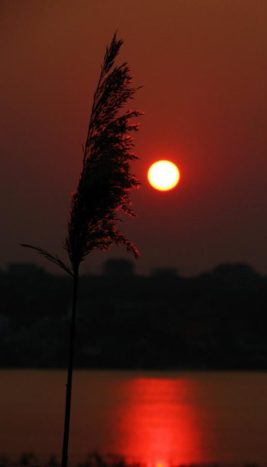 Нова Дофінівка з panoramio.com - Новая Дофиновка