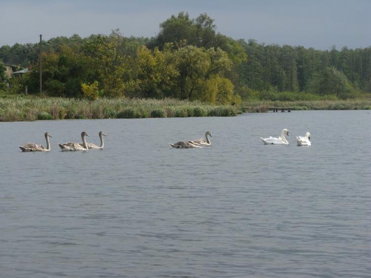 Демидівка з panoramio.com - Демидівка