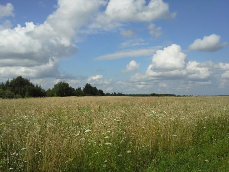 Вирка з panoramio.com - Вирка