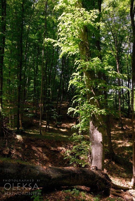 Багата Ущелина з panoramio.com - Bagata Uschelyna