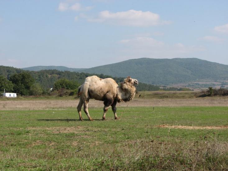 Аромат з panoramio.com - Аромат