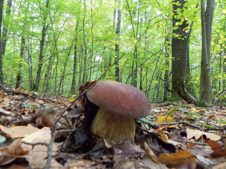 Кисляк з panoramio.com - Kyslyak
