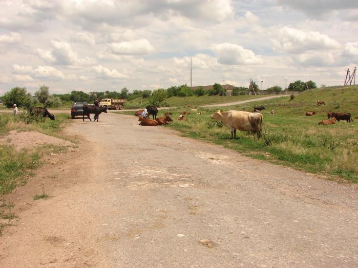 Володимирівка з panoramio.com - Володимирівка