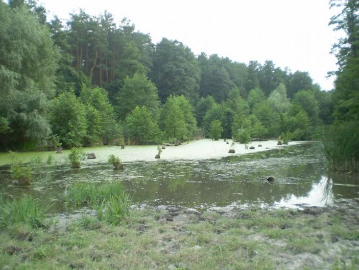 Старий Білоус з panoramio.com - Старий Білоус