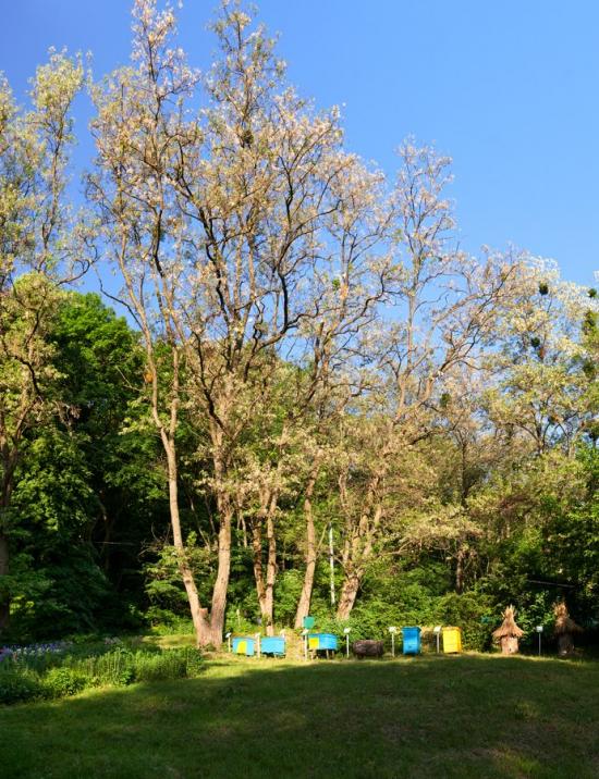 Пекарі з panoramio.com - Пекарі