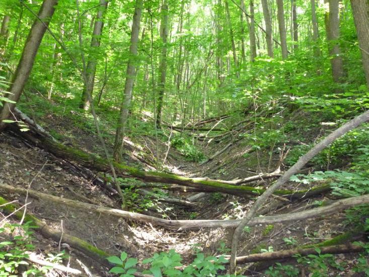 Зайченки з panoramio.com - Зайченки