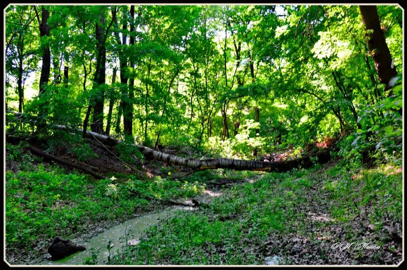 Шипилівка з panoramio.com - Shypylivka