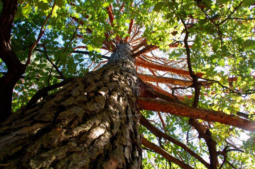 Знаменівка з panoramio.com - Znamenivka