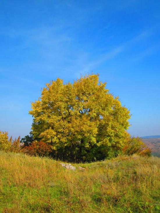 Бабин з panoramio.com - Babyn