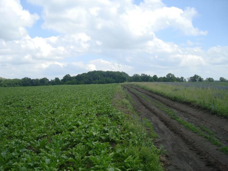 Грузевиця з panoramio.com - Грузевиця