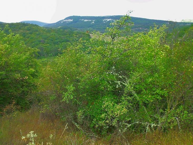 Прохладне з panoramio.com - Прохладное
