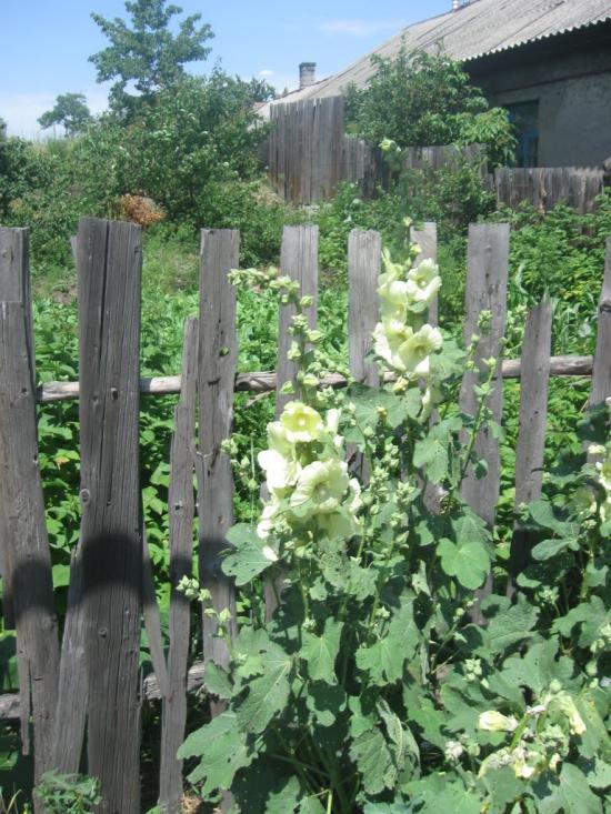 Врубівський з panoramio.com - Врубівський