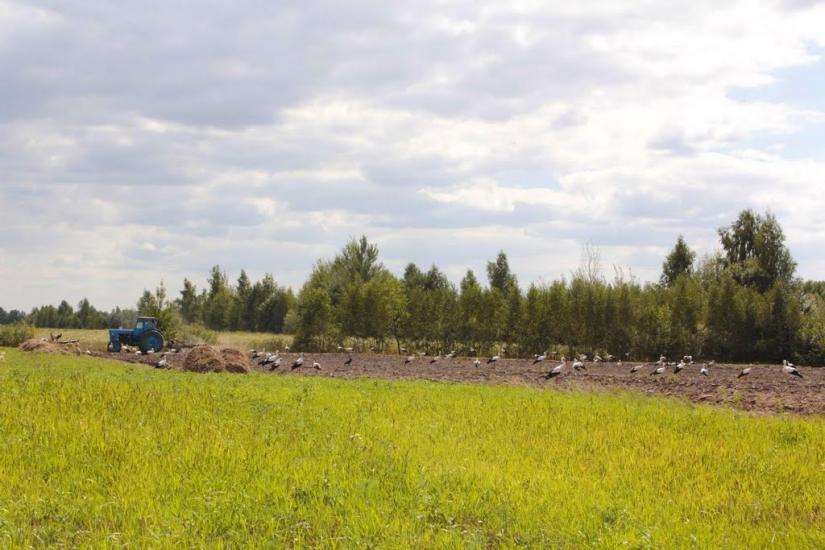 Курне з panoramio.com - Курне