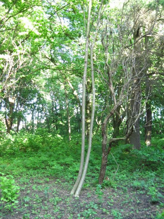 Бабичівка з panoramio.com - Бабичівка