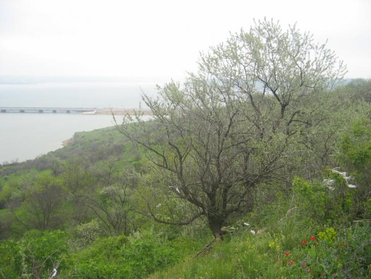 Алтестове з panoramio.com - Алтестово