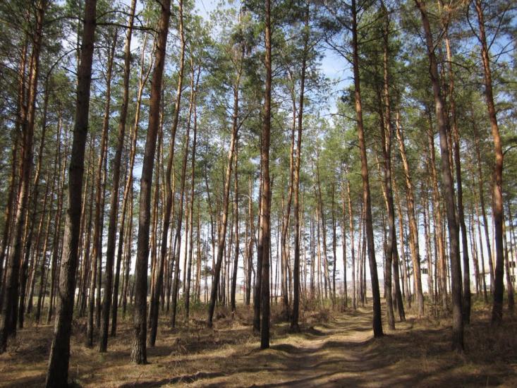 Мисайлівка з panoramio.com - Мисайлівка