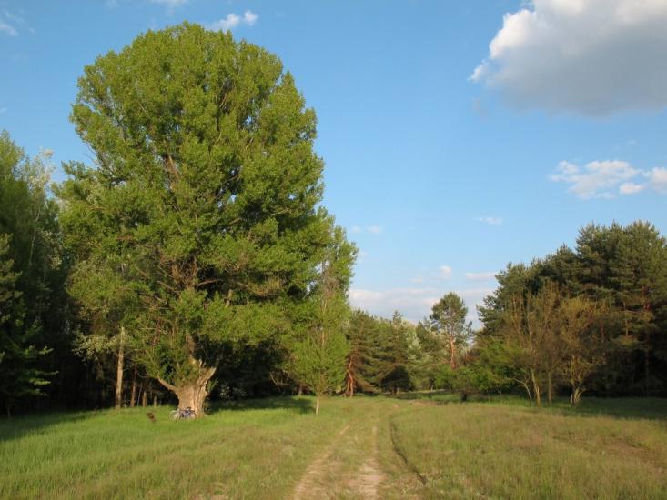 Кривуші з panoramio.com - Кривуші