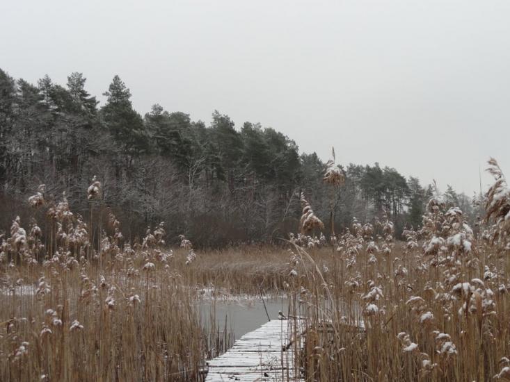 Дідовичі з panoramio.com - Дедовичи
