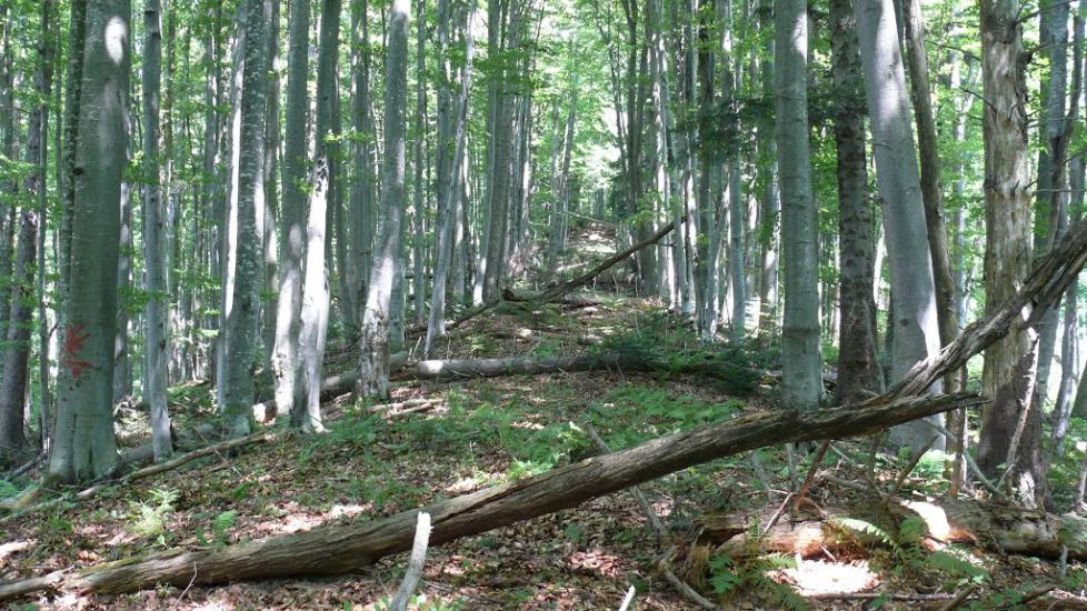 Коростів з panoramio.com - Коростов
