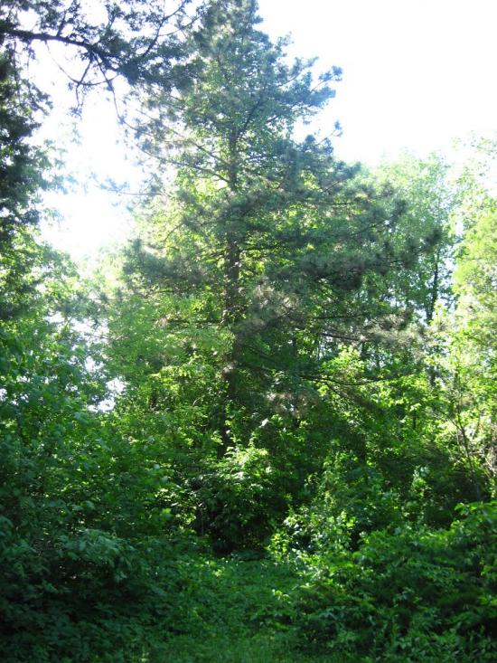 Бабичівка з panoramio.com - Бабичівка
