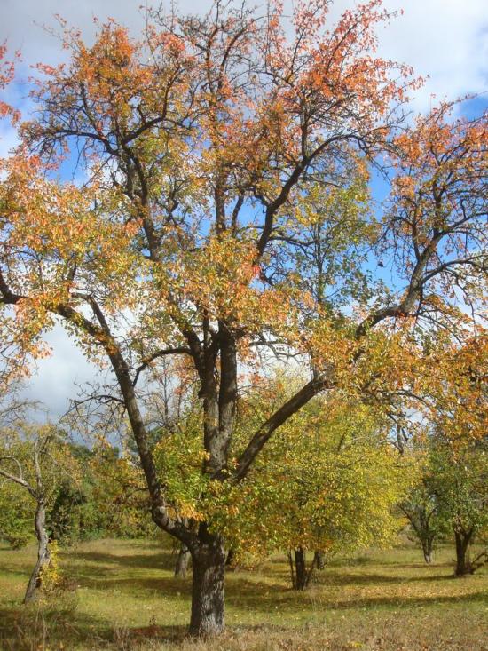 Тополівка з panoramio.com - Тополівка