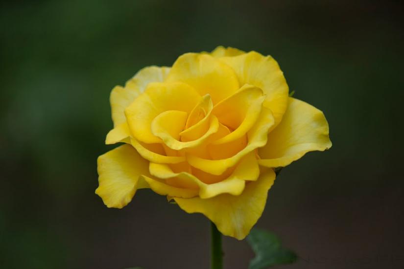 Рогань з panoramio.com - Рогань