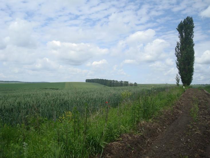 Давидківці з panoramio.com - Давыдковцы