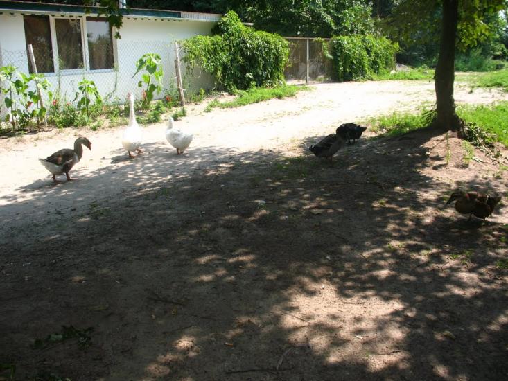 Баришівка з panoramio.com - Барышевка