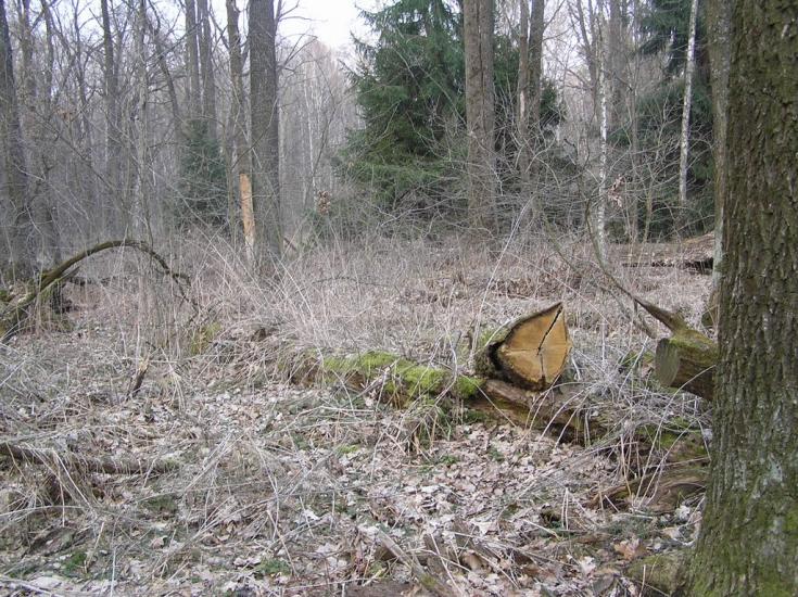 Підлісся з panoramio.com - Подлесье
