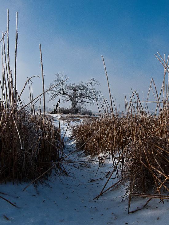 Журавно з panoramio.com - Журавно