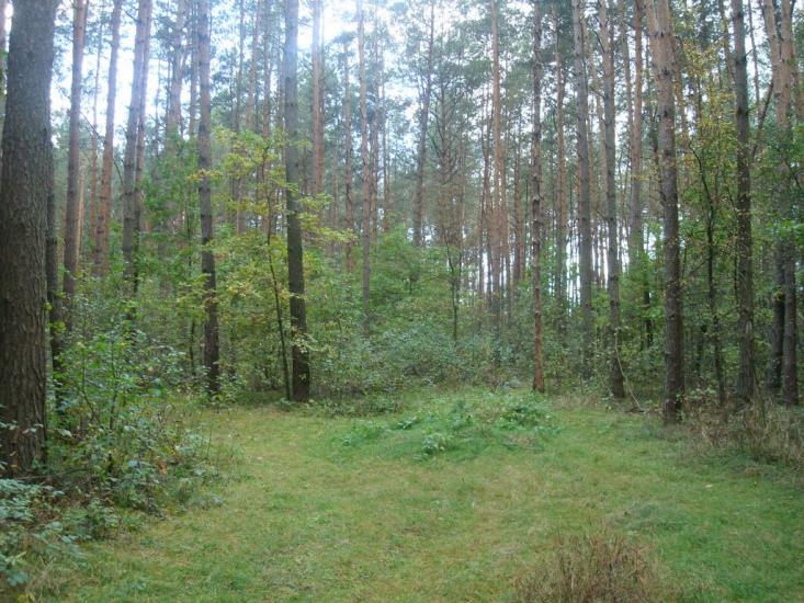 Цвітоха з panoramio.com - Цвітоха