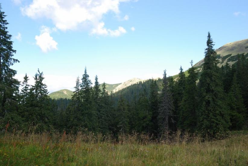Черник з panoramio.com - Черник