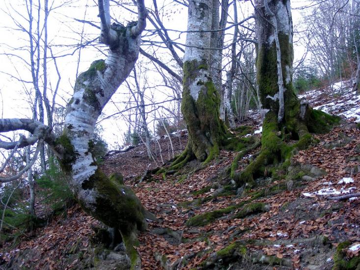 Руська Мокра з panoramio.com - Русская Мокрая