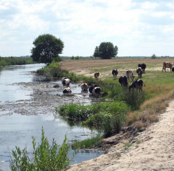 Залухів з panoramio.com - Zalukhiv