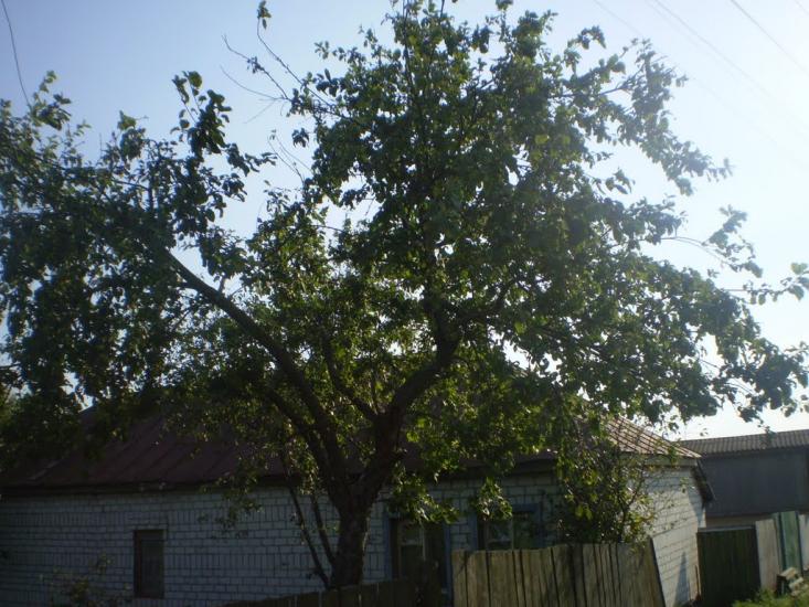 Слоут з panoramio.com - Слоут