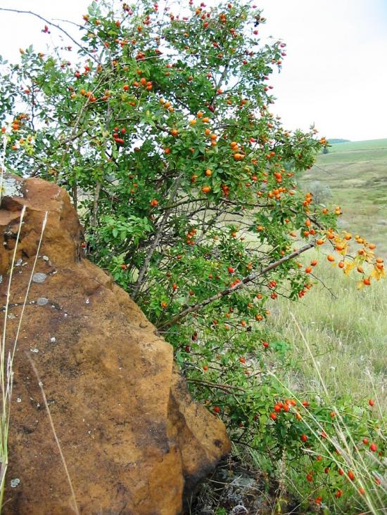 Першомар'ївка з panoramio.com - Першомарьевка