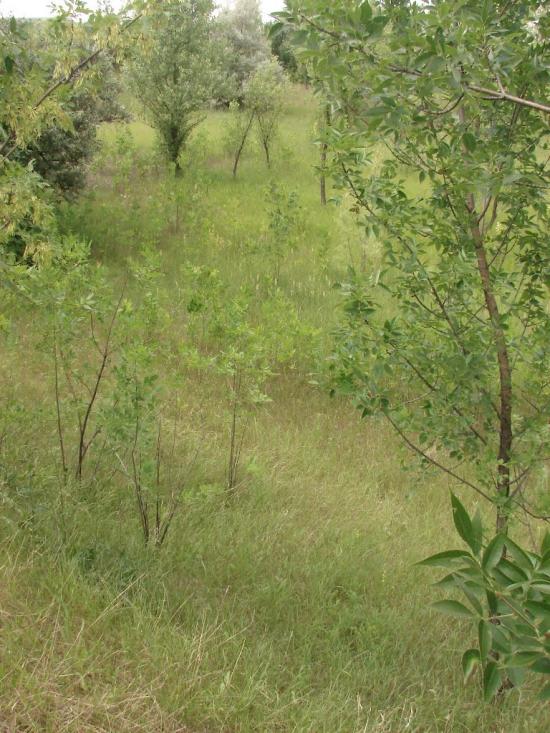 Новий Донбас з panoramio.com - Novyy Donbas