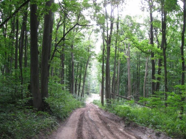 Кияниця з panoramio.com - Kyyanytsya