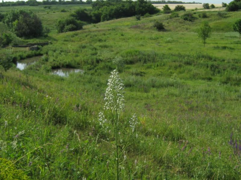 Кринична з panoramio.com - Криничная
