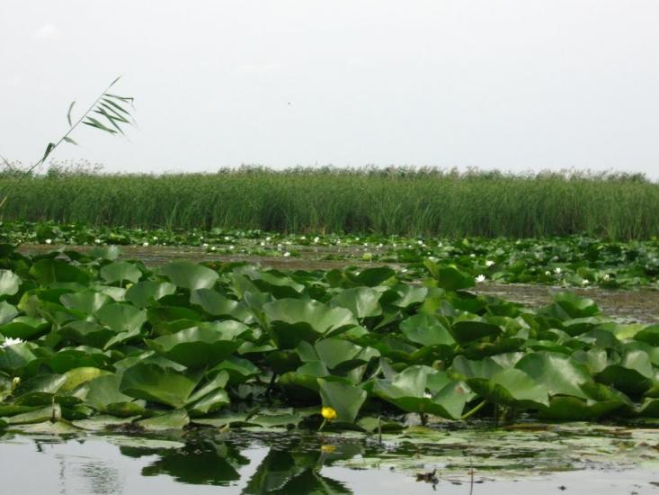 Кругляківка з panoramio.com - Кругляковка