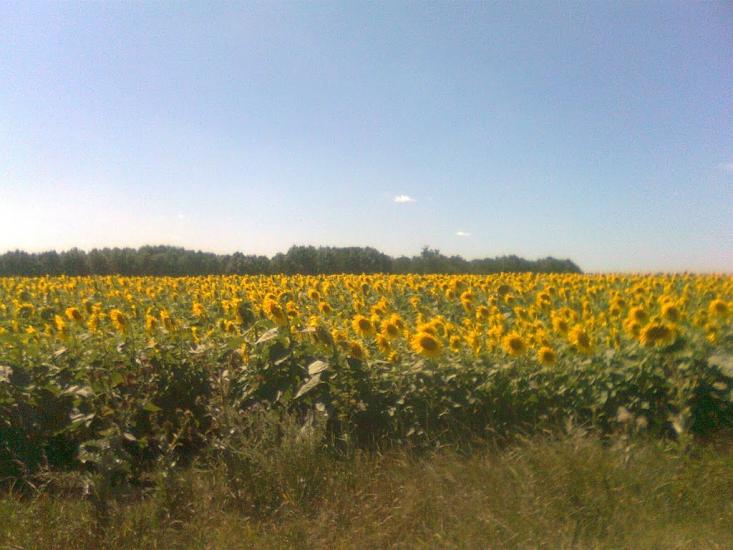 Чорна Кам'янка з panoramio.com - Черная Каменка