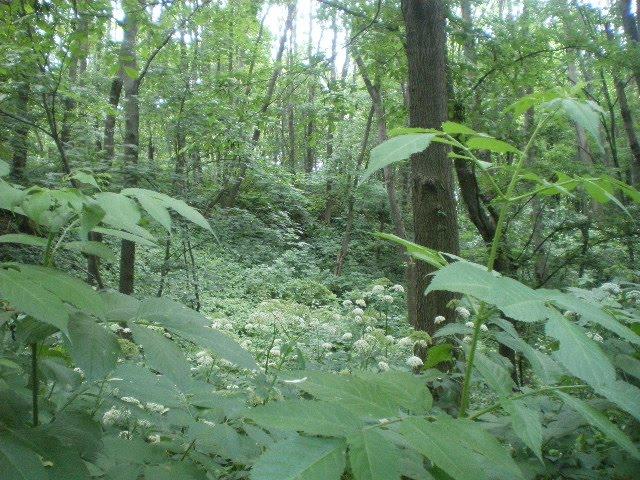 Черепашинці з panoramio.com - Cherepashyntsi