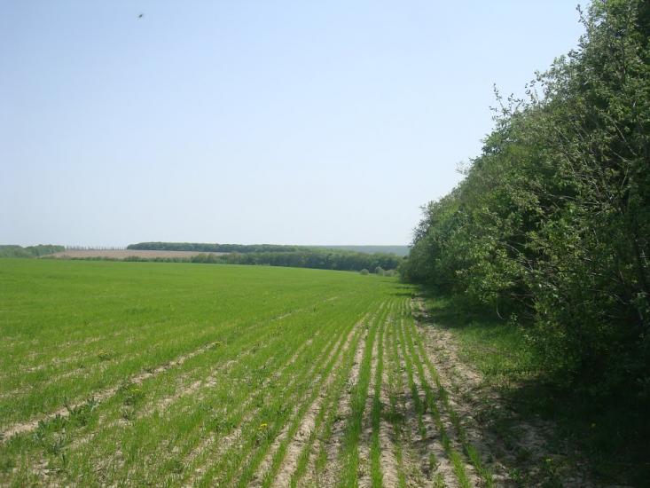Любомирівка з panoramio.com - Любомировка