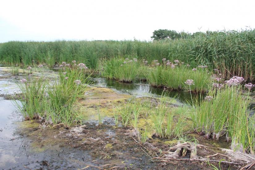 Котовка з panoramio.com - Котовка