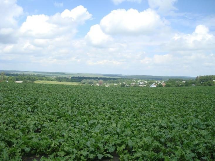Грузевиця з panoramio.com - Грузевиця