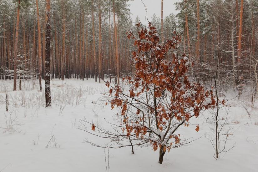 Богородичне з panoramio.com - Богородичное